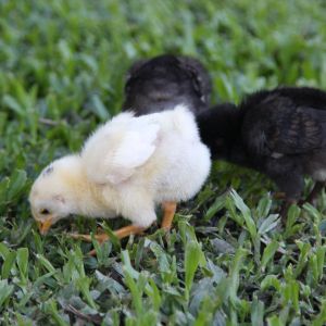 Bianca's babies.