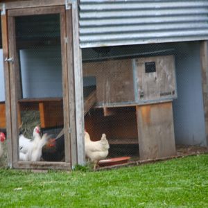 Our chicken coop .
coop 1.