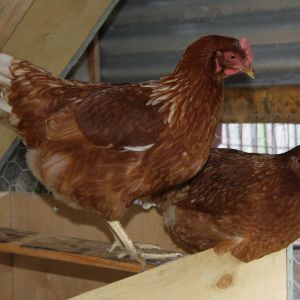 Our first chicken coop and first batch of chooks.