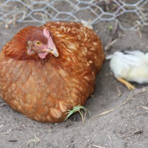 Chloe and bello dirt bathing. Very therapeutic for chooks.