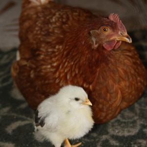 Chloe and bello. My beloved Chloe died today in her chicken cage.