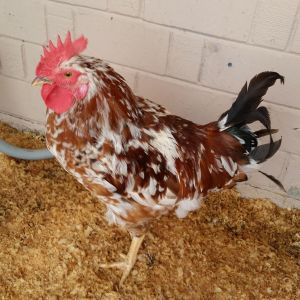Chirp, the biggest Aloha