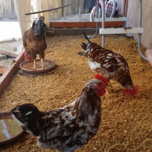 My Roos in their Coop.