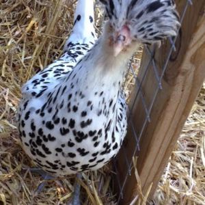 appenzeller spitzhauben