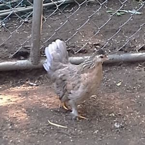 A chick from Bryz.  She is s Silkie x Serama cross, and her name is Brie.