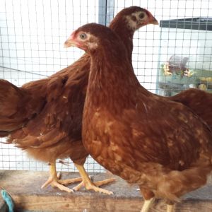 Peeper and Banshee our Rhode Island Red girls