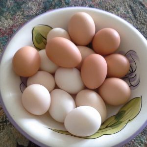 Our ladies eggs