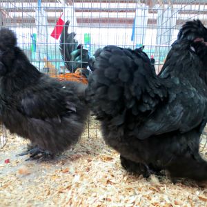 Ebony and Winter at the fair