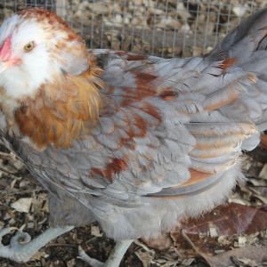 An  ameracauna/maran mix - wondering if it's a he or she?