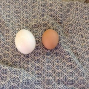 The first egg!!!