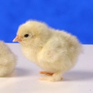 LEAD Technologies Inc. V1.01