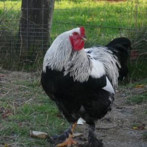 THis is burger hes a dark brahma i think it was