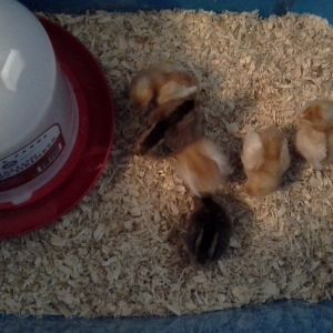 Keeping them in a huge plastic tote by my bed until they are big enough to go into a coop.