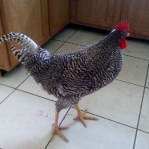 Anthony Rooster