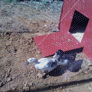 Sweety & Nicky Duck cking out their new house