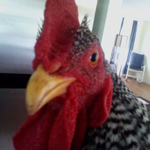 Anthony Rooster 4 thonths