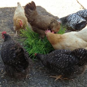 The ladies digging into a flat of Peaceful Valley Omega-3 Chicken Forage Blend.