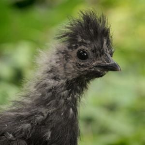 Puffs, a blue silkie, at seven weeks. Still trying to determine whether Puffs is a hen or a rooster.