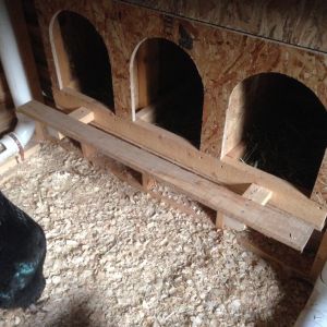 The ever evolving coop got some steps outside of the nesting boxes. The girls were thumping their heads jumping in.