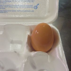 One of my Chickens has started laying eggs!