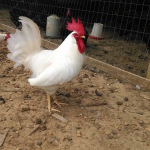 White leghorn rooster at almost 7 months.