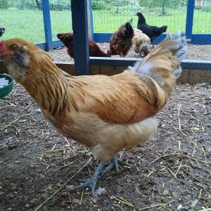 This is Kip one of our Ameraucana chickens.