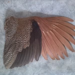 20-month-old feral Indian Blue peacock, shot on 11th September 2011.
In moult from 1st year plumage, to 2nd year plumage.  Note the new secondary 3rd (2nd year plumage) and secondary 4th is missing.