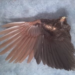20-month-old feral Indian Blue peacock, shot on 11th September 2011.
In moult from 1st year plumage, to 2nd year plumage.
Note new secondary 3rd (2nd year plumage) and secondary 4th is missing.