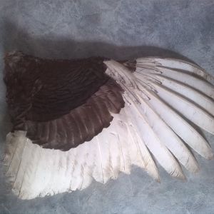 UNID breed of adult male turkey