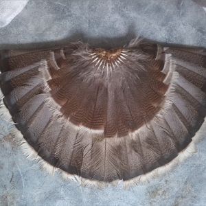 Tail of UNID breed of adult male turkey