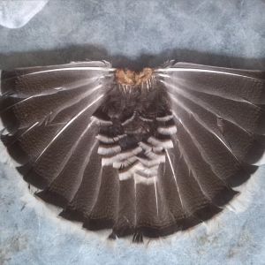 Tail of UNID breed of adult male turkey