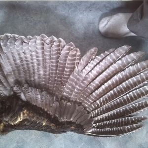 Bronze adult male turkey