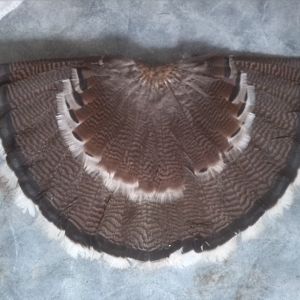 Tail of adult male Red bronze turkey.