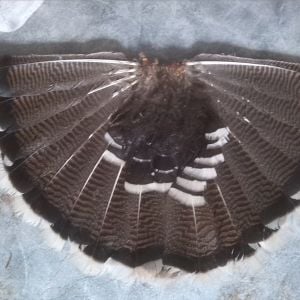 Tail of adult male Red Bronze turkey
