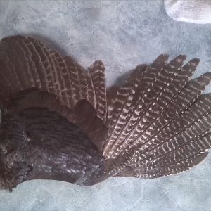 Immature male Bronze turkey