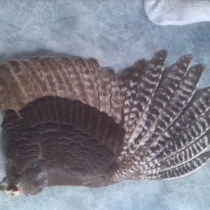Adult female Red Bronze turkey
