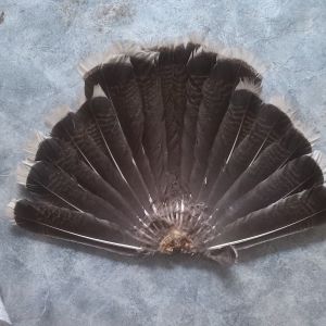 Tail of immature male Bronze turkey
