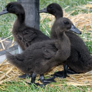 3 weeks. So sorry I had to stop the daily duckling! the ducklings are living outside now, and are to hard to catch in their current pen.