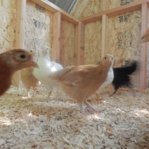 Here we are  5 weeks old. and still waiting to go outside of the coop. Hubby is working very slowly in this heat. I don't blame him.