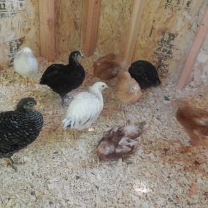 This is what happens when hubby starts drilling on the outside of the coop. They all huddle together.