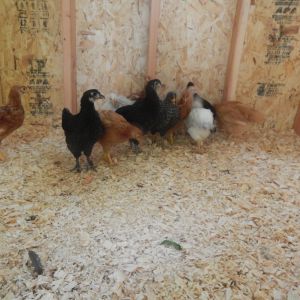 Same here my 5 week old flock are running from the drilling noise coming from outside the coop. Thanks honey perfect timing you allowed me to get a 5 week old pic all together!