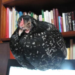 Nothing to see here, just a hen sleeping on my laptop :P