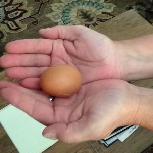The first egg! It was laid by Frida, an Easter Egger Ameracauna mix.