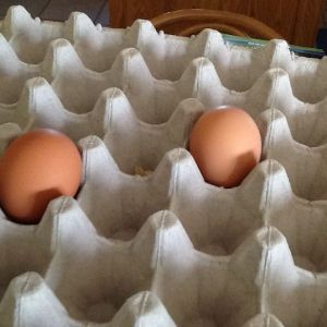 Frida (EE/Ameracauna mix) and Henrietta's (RIR) eggs for the day. The first time we got two!