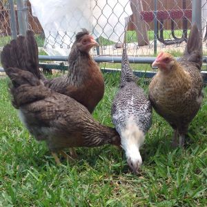 These little ladies are growing up. The cream leg bars are the friendliest chicks.