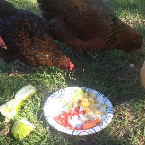 Buckeye, Wyandotte, EE and Buff Orp having some fried eggs, watermelon and cucumbers