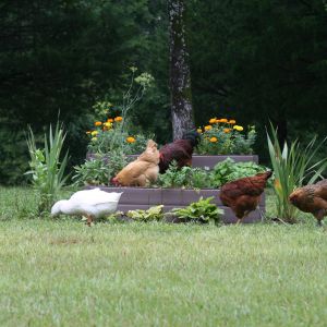 Having some chicken friendly herb snacks