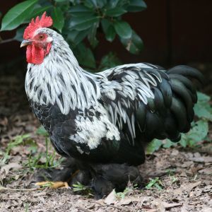 Birchen Cochin Bantam Rooster