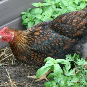 Wyandotte hen