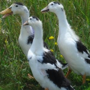 Juvenile Magpie Duck Trio